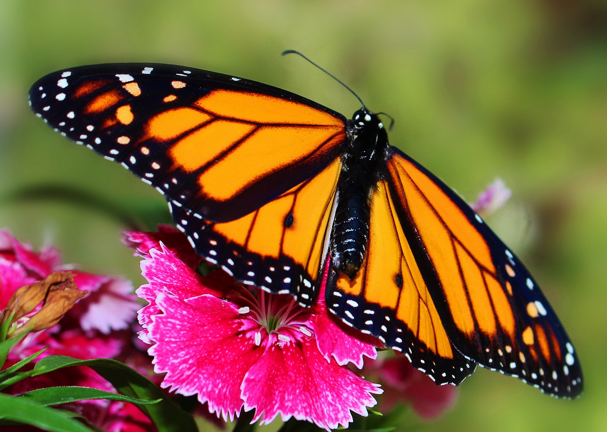 Monarch Butterfly on Sweet William