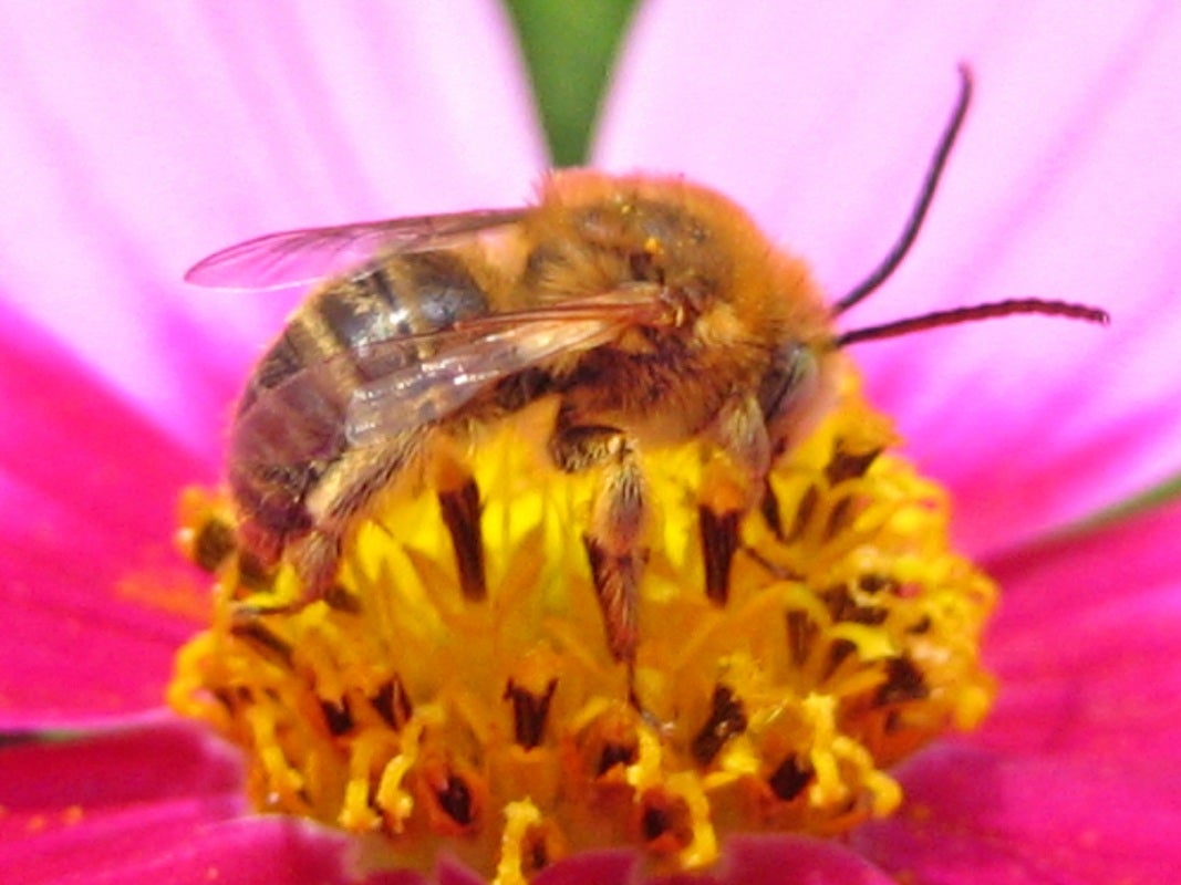 Bee on flower