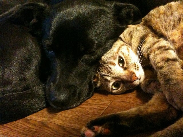 Appleton landlords settle in case over access to emotional support cats, rats