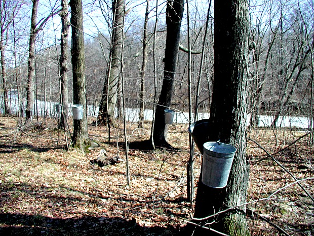 Sap collection buckets hanging from maple trees in Wisconsin