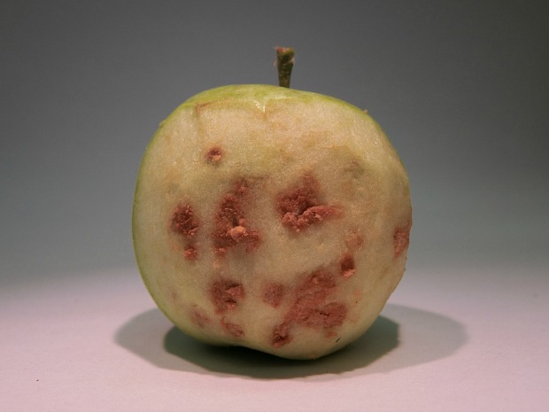 An apple damaged by brown marmorated stink bug infestation