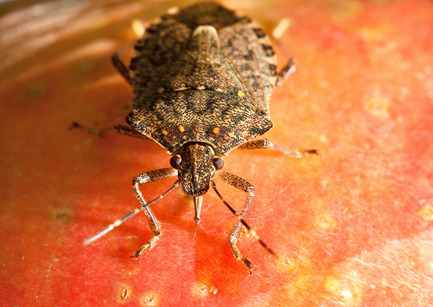 A brown marmorated stink bug feeds on an apple.