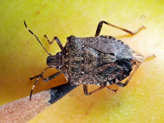 A brown marmorated stink bug compared with the tip of a pencil.