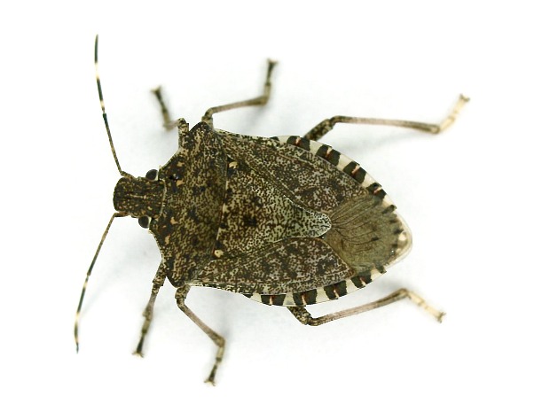 Can Biological Control Take A Bite Out Of Brown Marmorated Stink Bug?