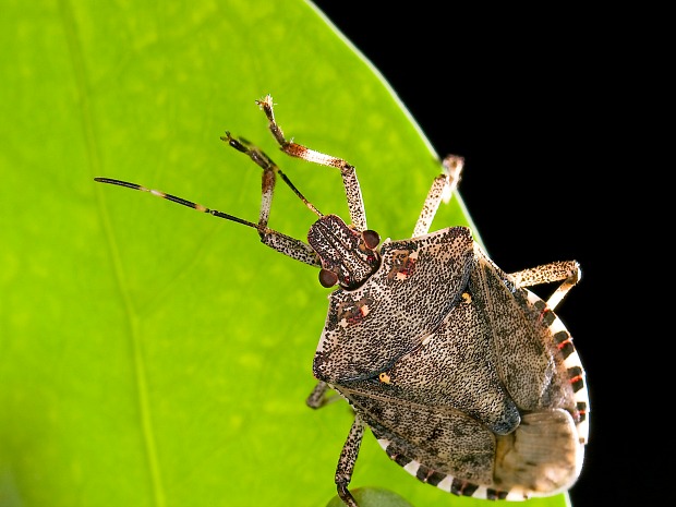 A brown marmorated stink bug walks along a leaf.