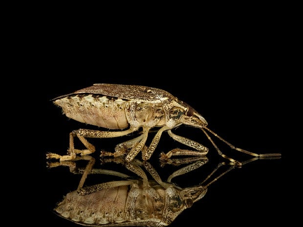 Brown Marmorated Stink Bug Has A Broad Appetite
