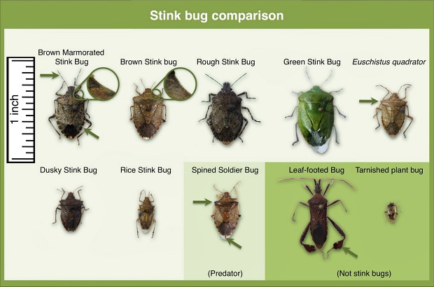 Extensive Research Devoted To Understanding Brown Marmorated Stink Bug’s Behavior