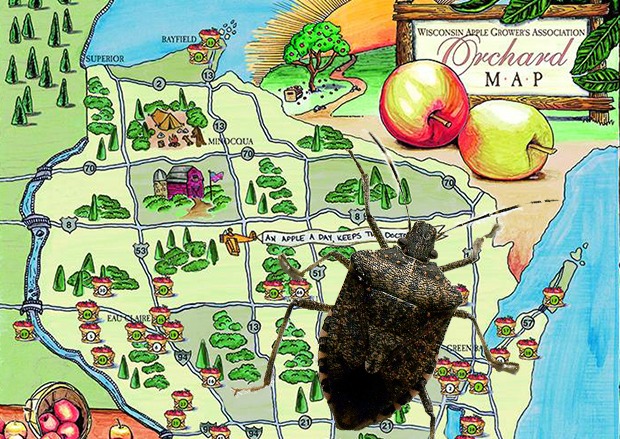 An collage of a brown marmorated stink bug and an illustrated map of Wisconsin apple orchards