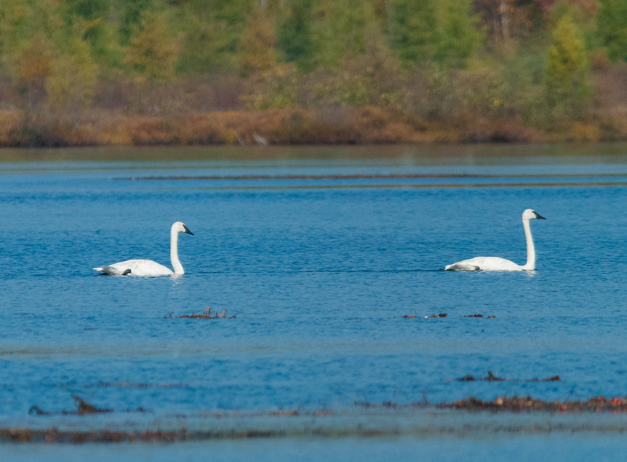 Trumpeter swans swim in Lily Lake, a Wisconsin State Natural Area
