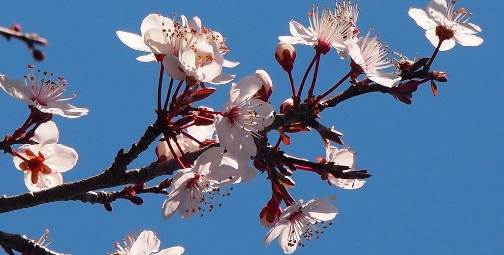 plum tree blosoms