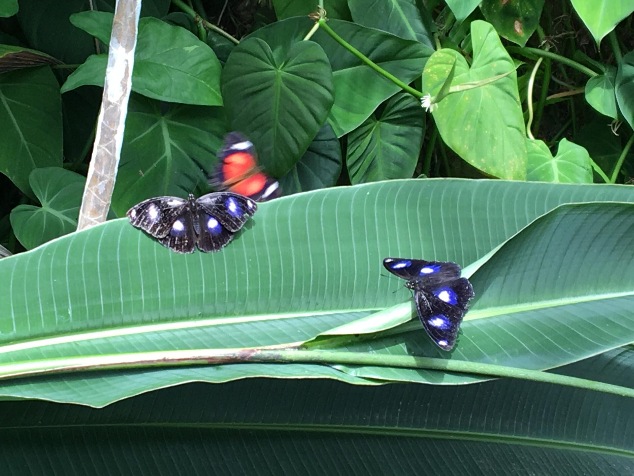 Australian Butterfly Sanctuary in Kuranda, AU - Photo by Allen Rieland