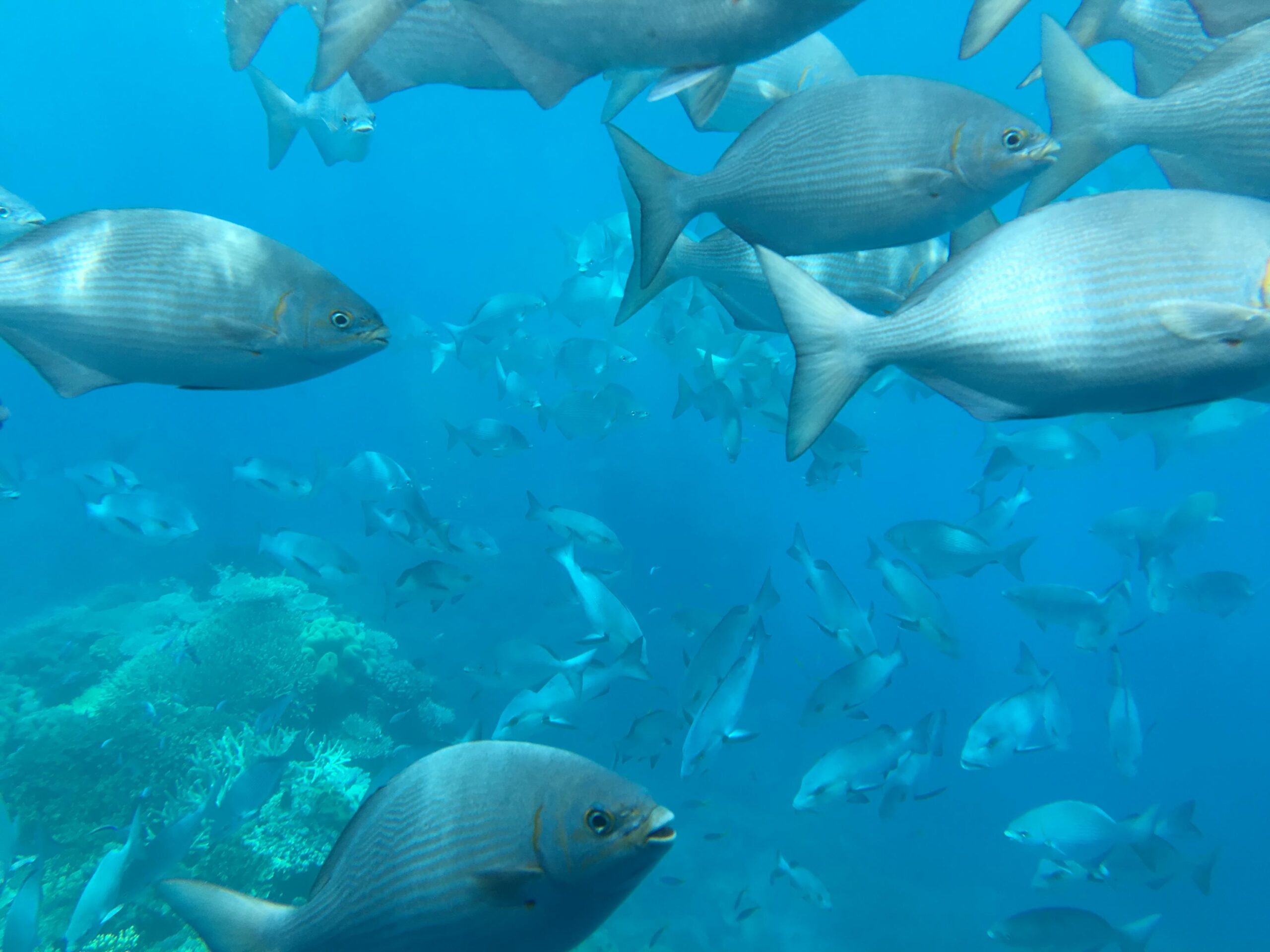 View from Semi-submersible over Great Barrier Reef - photo by Allen Rieland