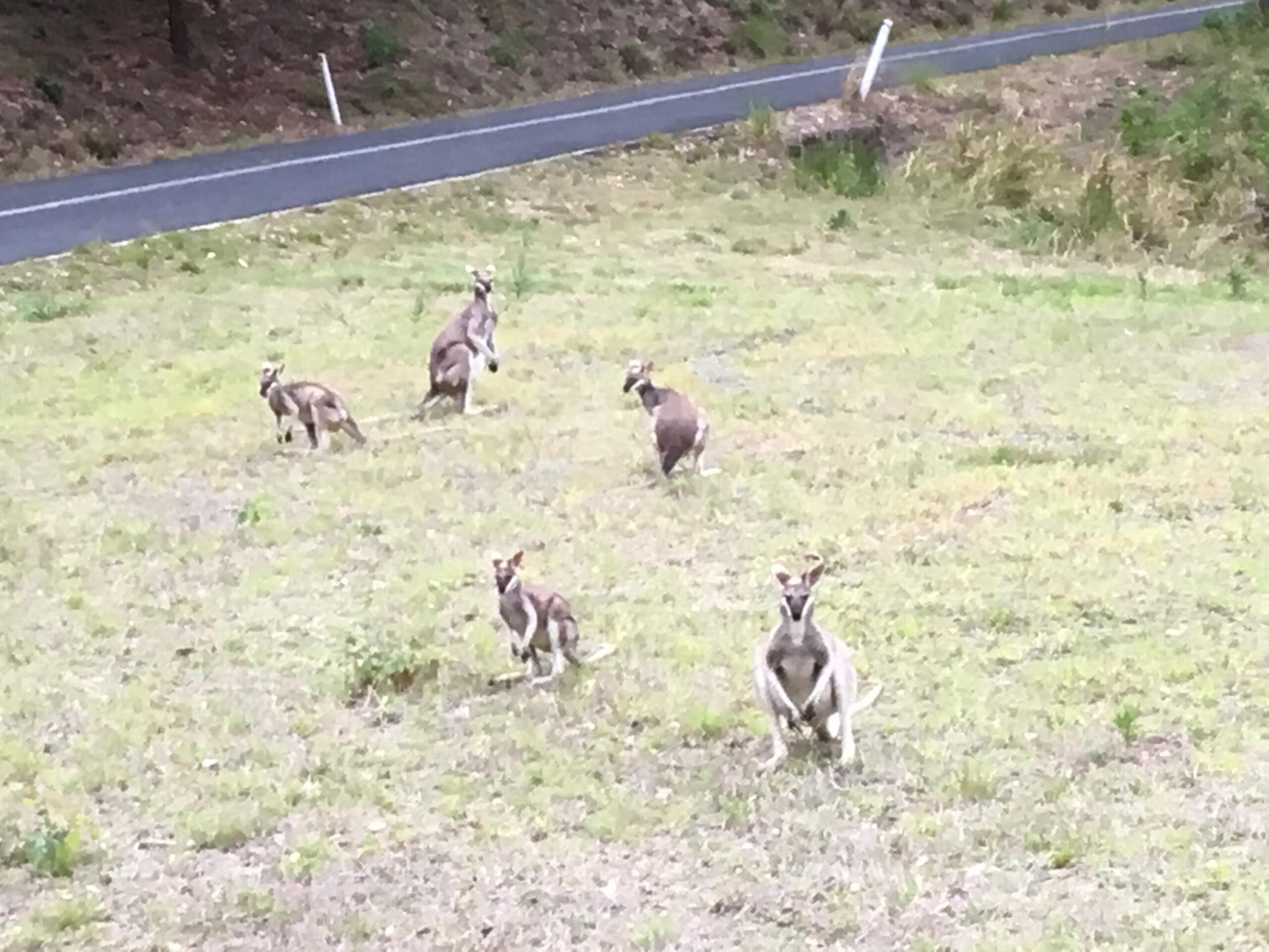 Wallabies near road going into Lamington National Forest- Photo by Allen Rieland