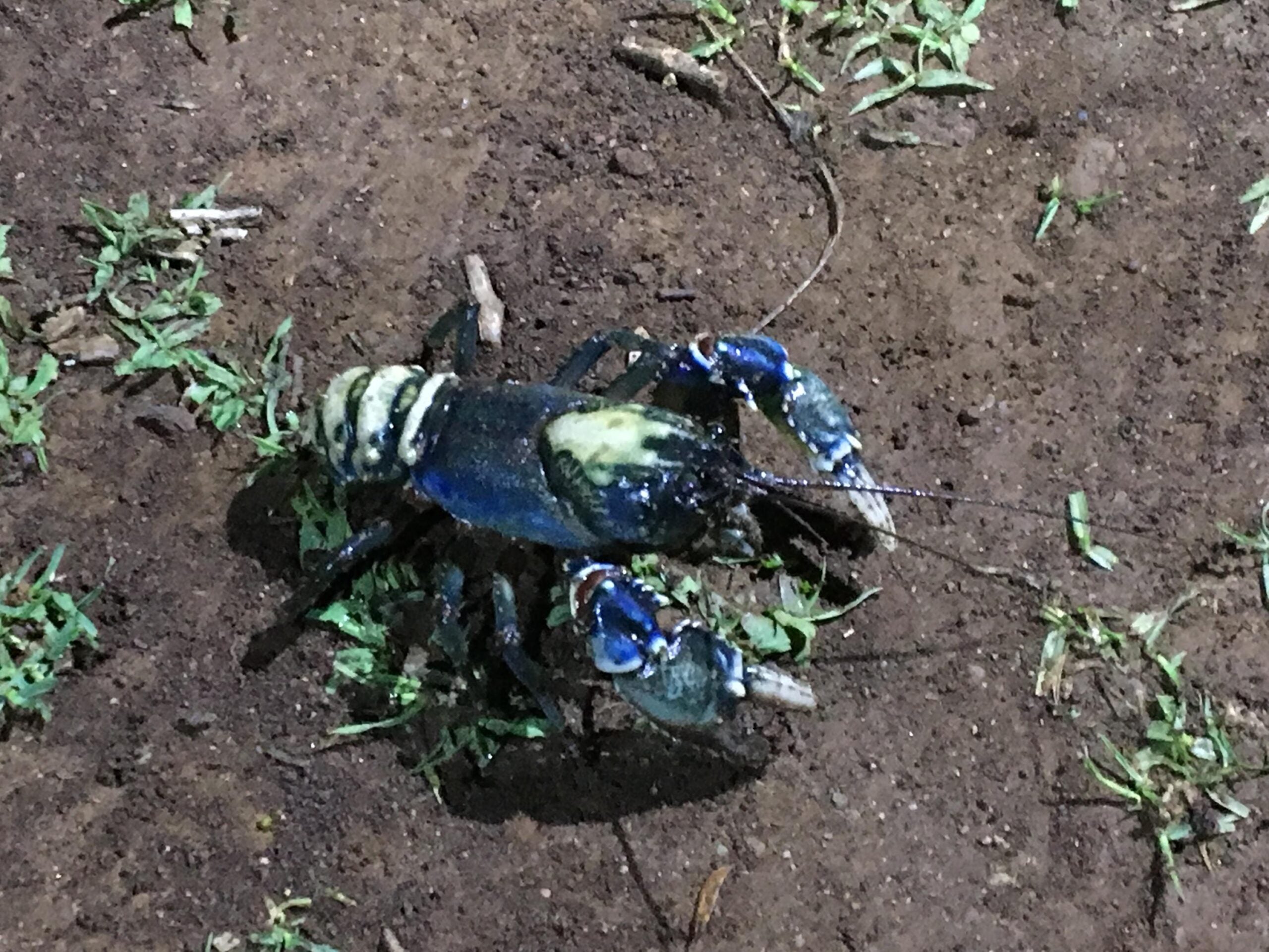 Lamington Spiny Crawfish - Photo by Allen Rieland