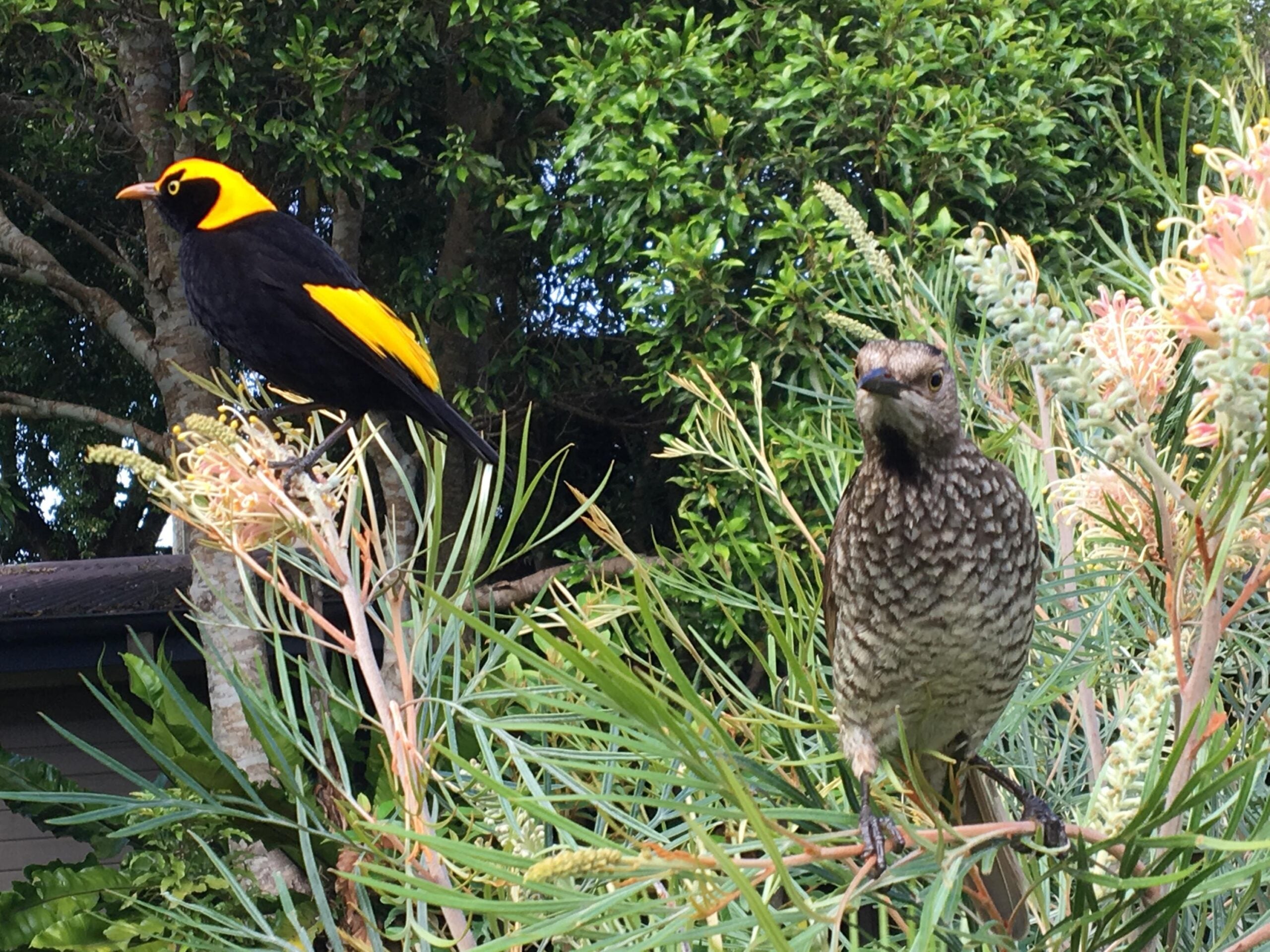Birds in Lamington National Park - Photo by Allen Rieland