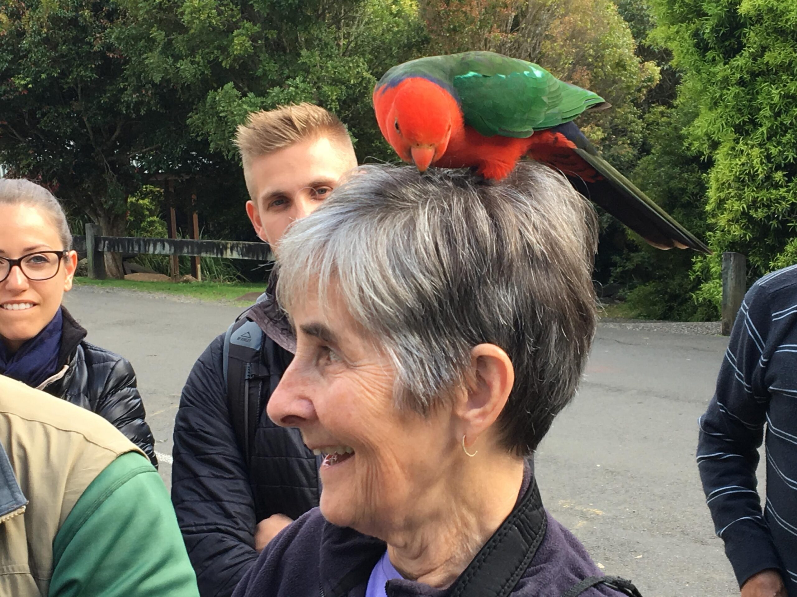 King Parrot on Jude's head - photo by Allen Rieland