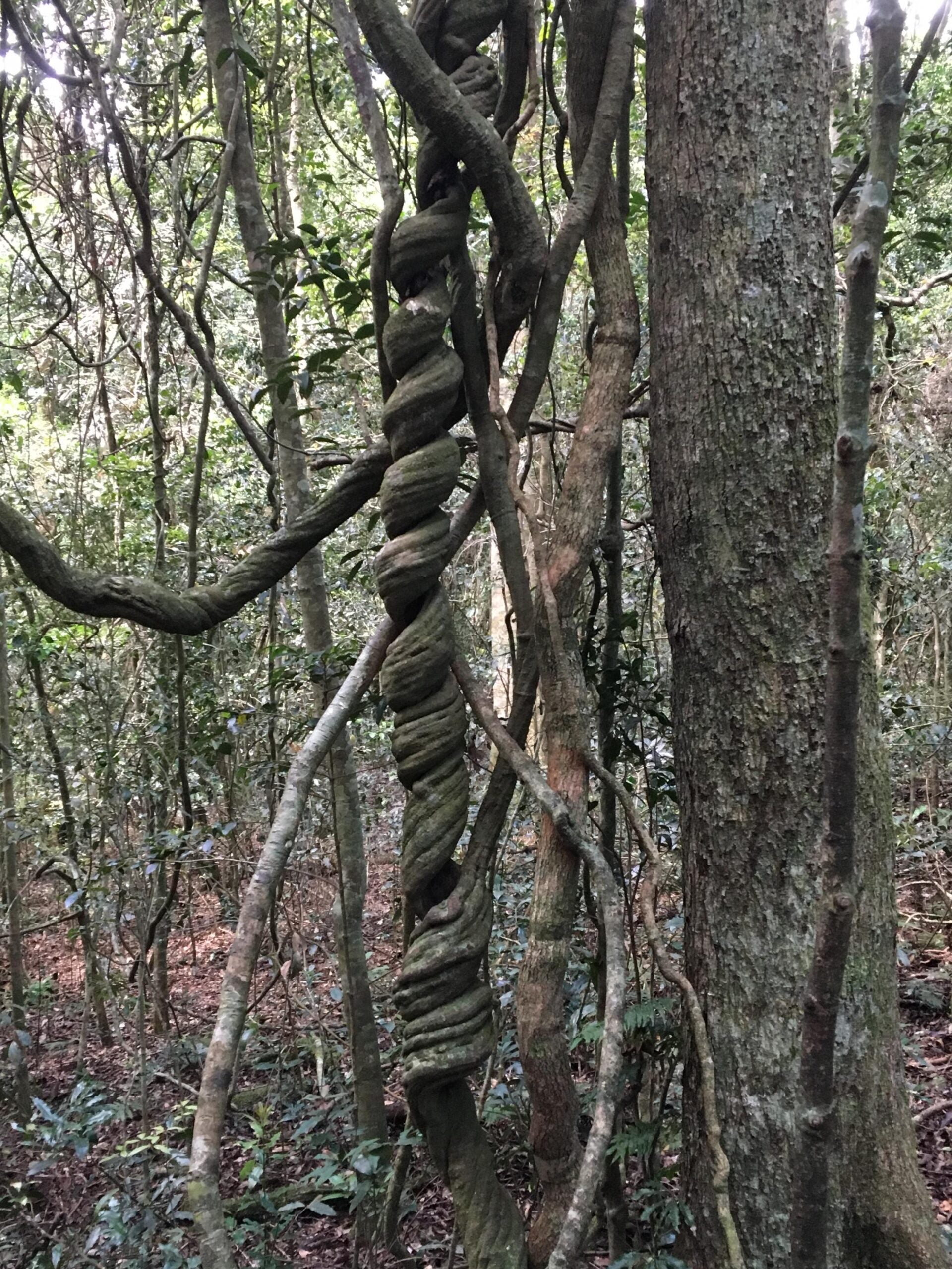 Wonga Vine in Lamington National Park - Photo by Allen Rieland