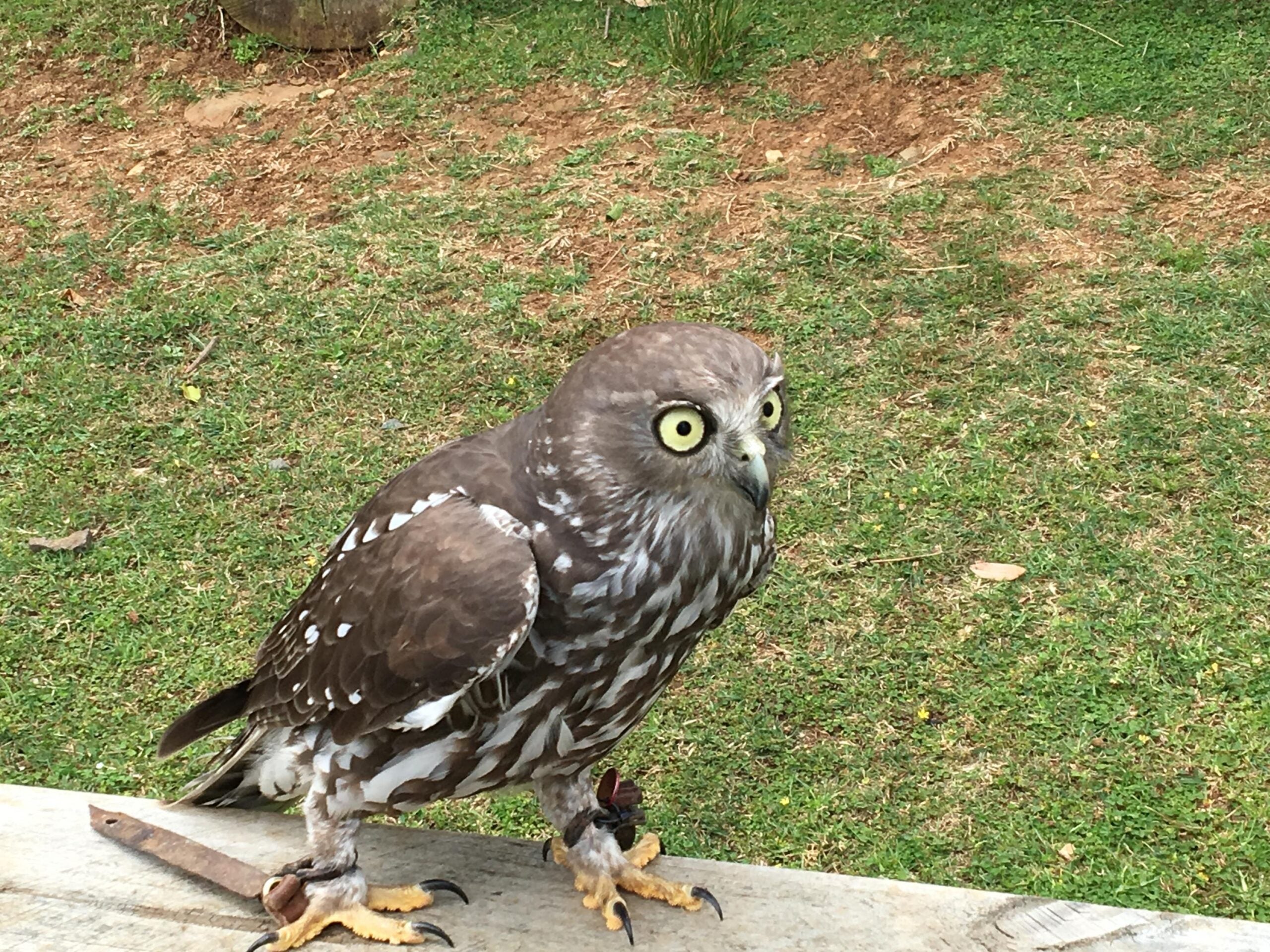 Barking Owl - O'Reilly's Birds of Prey - Photo by Allen Rieland