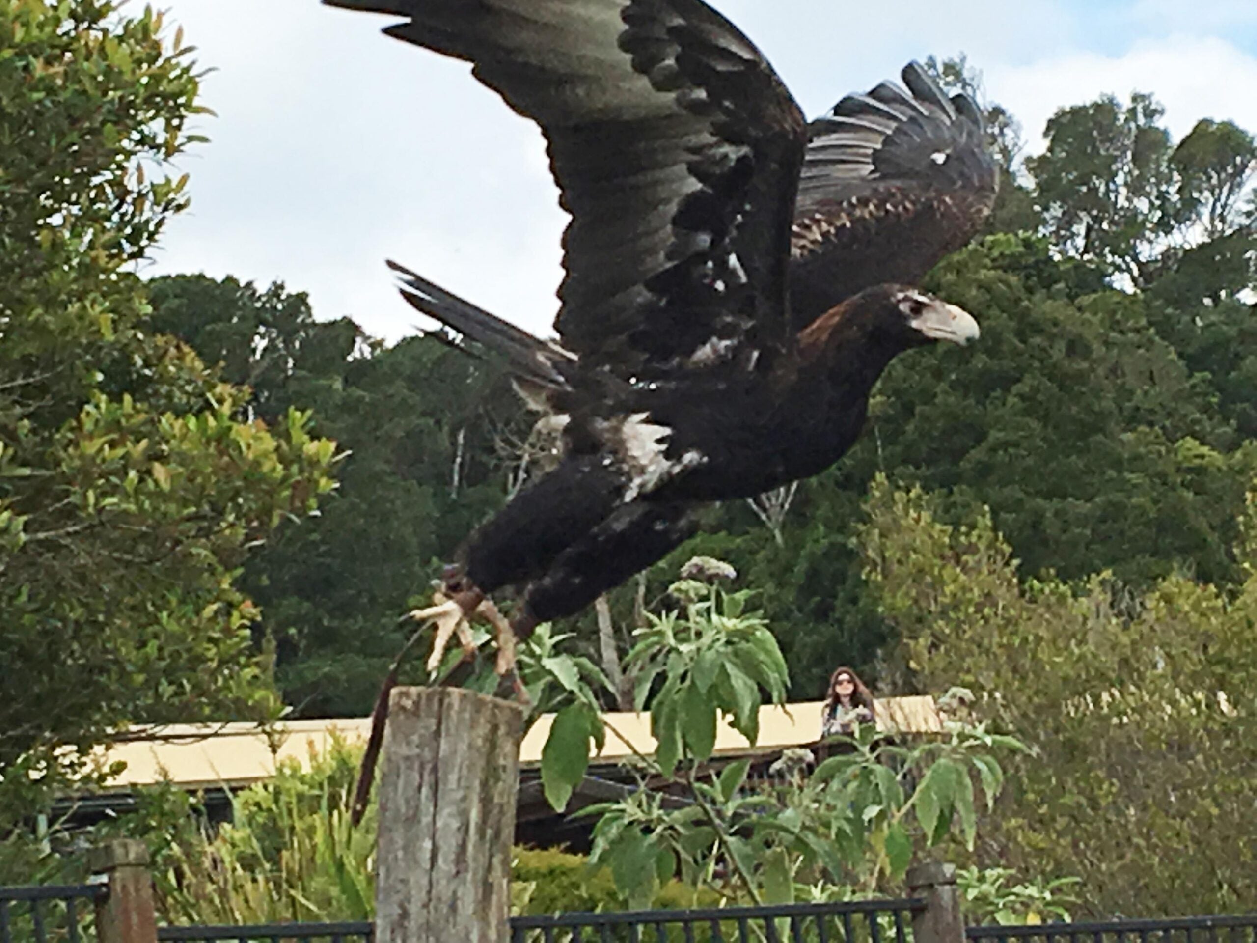 Wedge Tail Eagle - O'Reilly's Birds of Prey - Photo by Allen Rieland