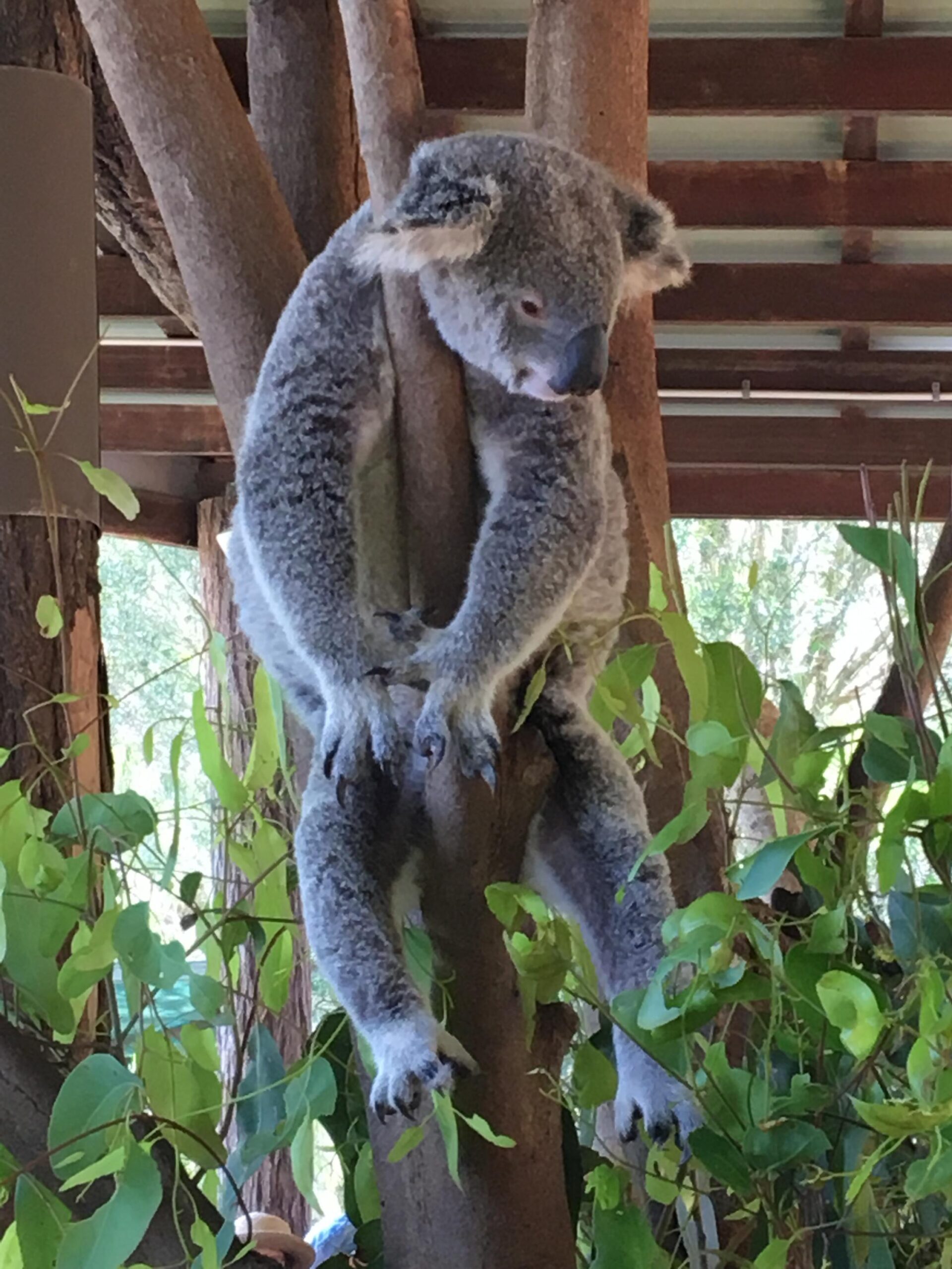 Koala at the Australian Zoo, Beerwah, QLD, AU - Photo by Allen Rieland