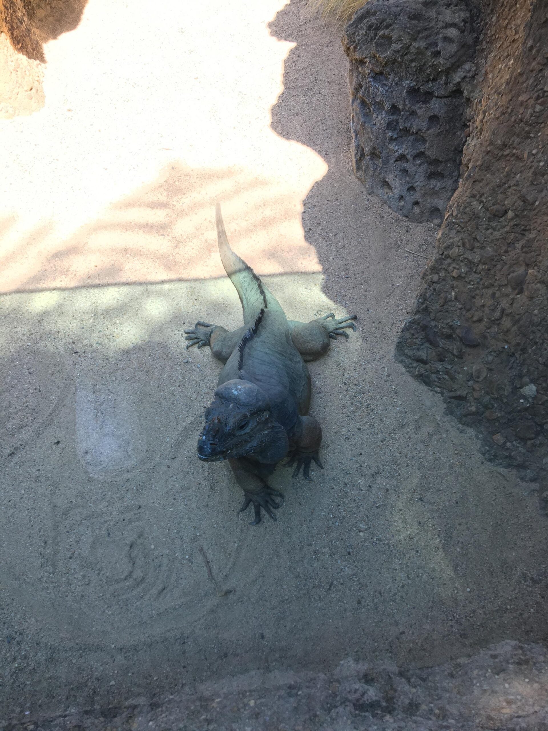 Eastern Water Dragon - Australian Zoo - Photo by Allen Rieland