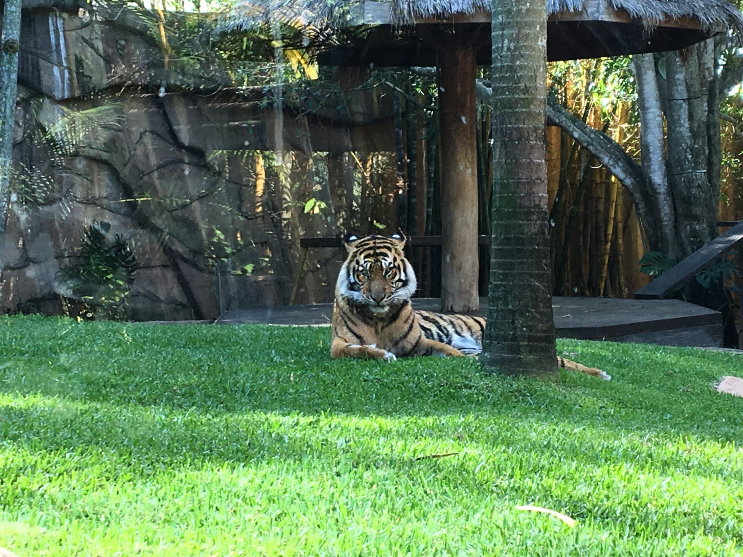 Bengal Tiger - Australian Zoo - Photo by Allen Rieland
