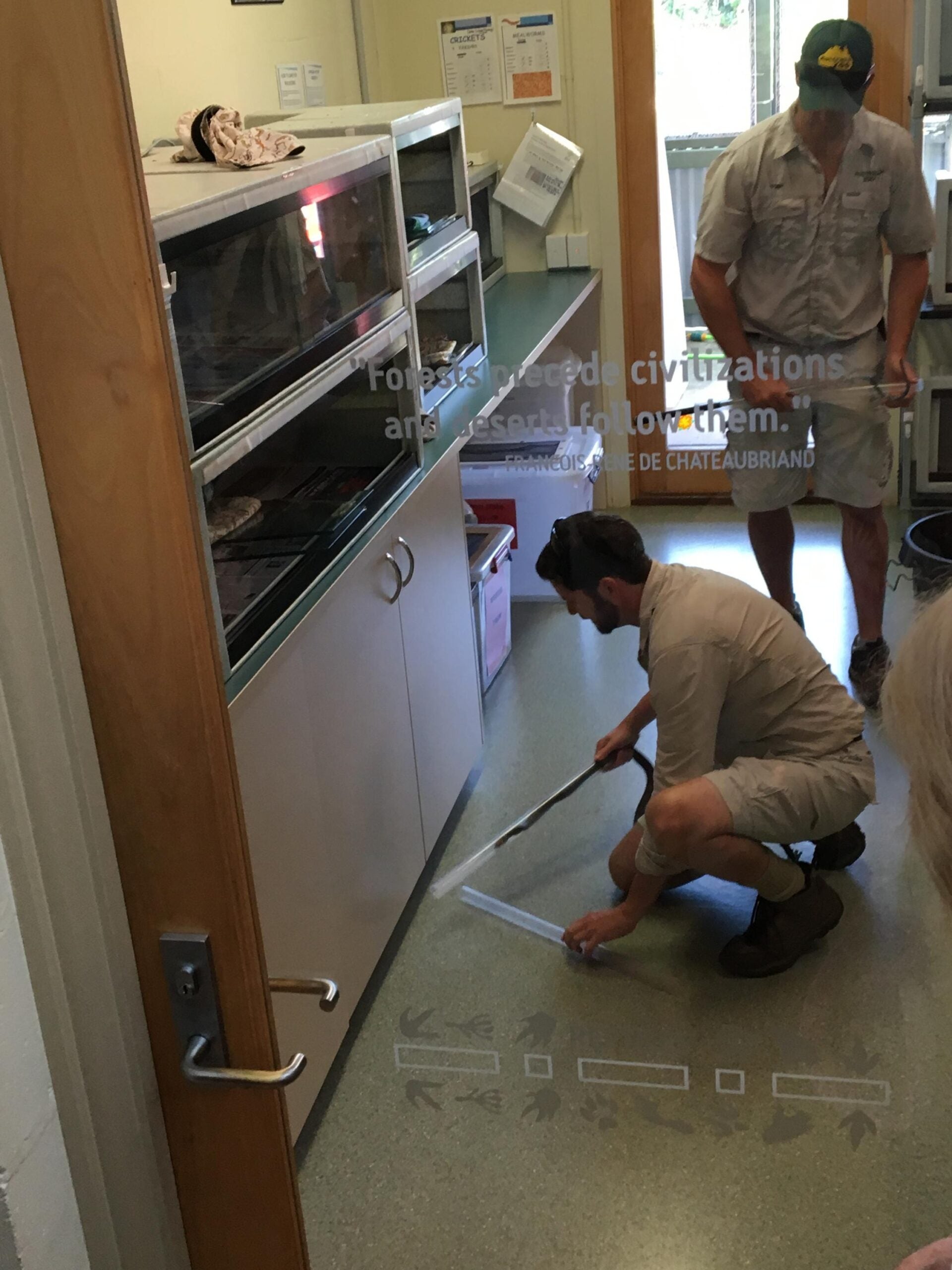 Tending to a venomous Brown Snake at Australian Zoo's Animal Hospital - Photo by Allen Rieland