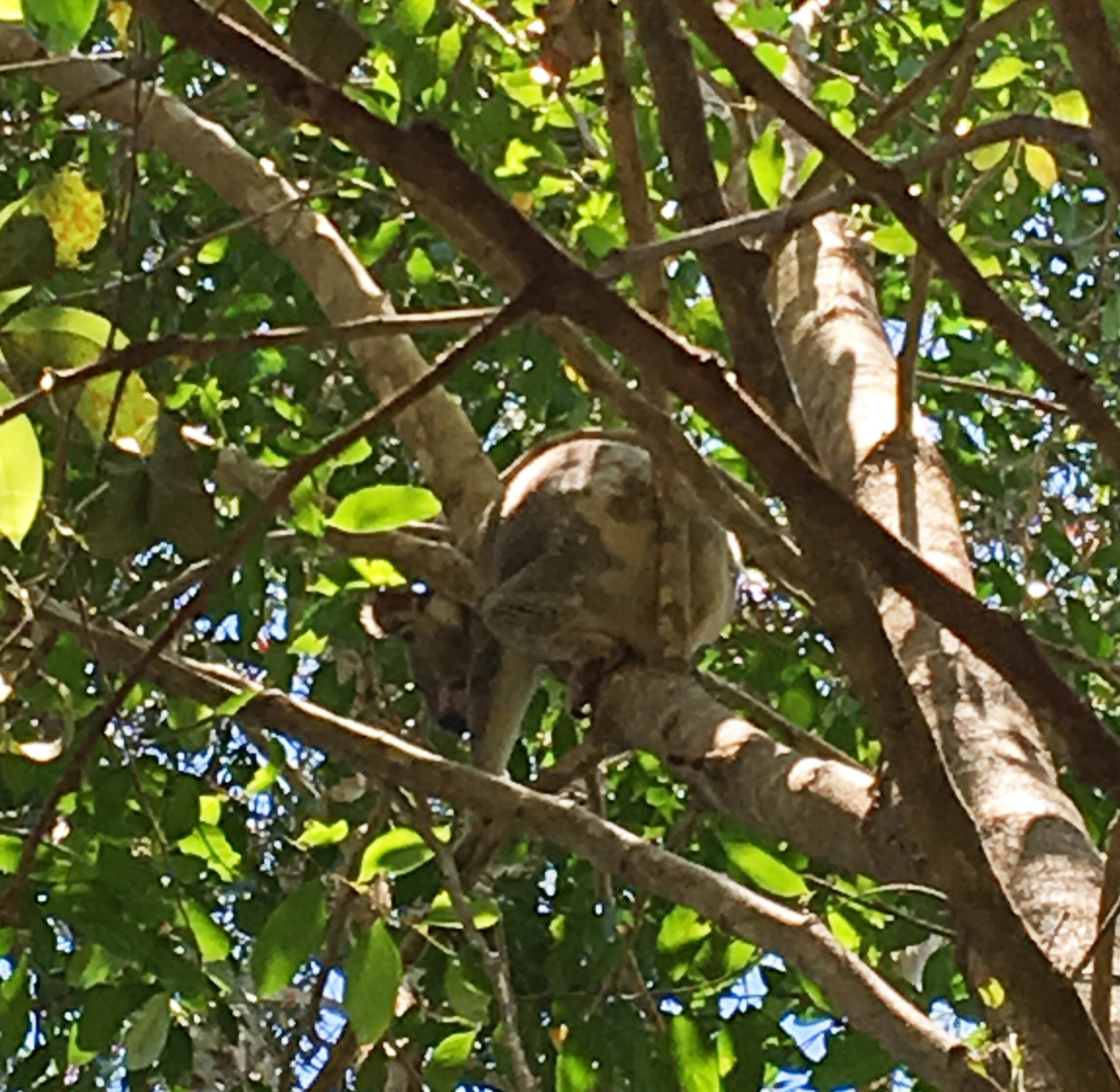 Koala in tree along Noosa River - Photo by Allen Rieland