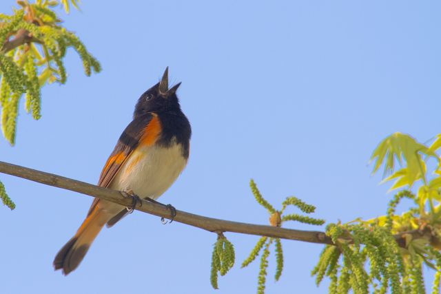 Redstart at Horicon Marsh