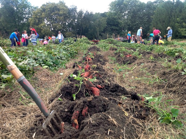 Sweet potatoes harvested by elementary students, Master Gardener Volunteers, and Community Groundworks staff at the Goodman Youth Grow Local Farm.