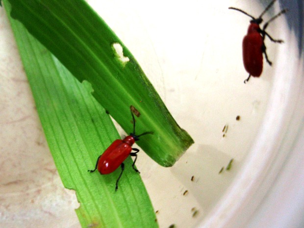 Invasive Lily Leaf Beetle Poses New Challenge To Central Wisconsin Gardeners