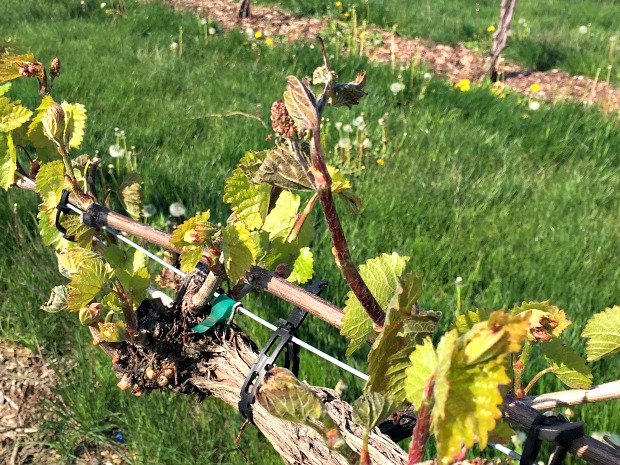 Grape vines at the University of Wisconsin West Madison Agricultural Research Station damaged by a spring frost