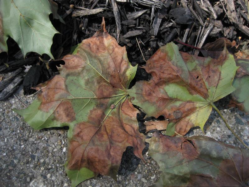 diseased leaves