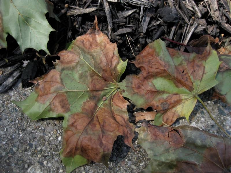 diseased leaves