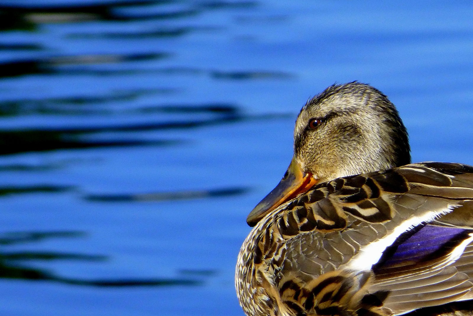 Duck in Water