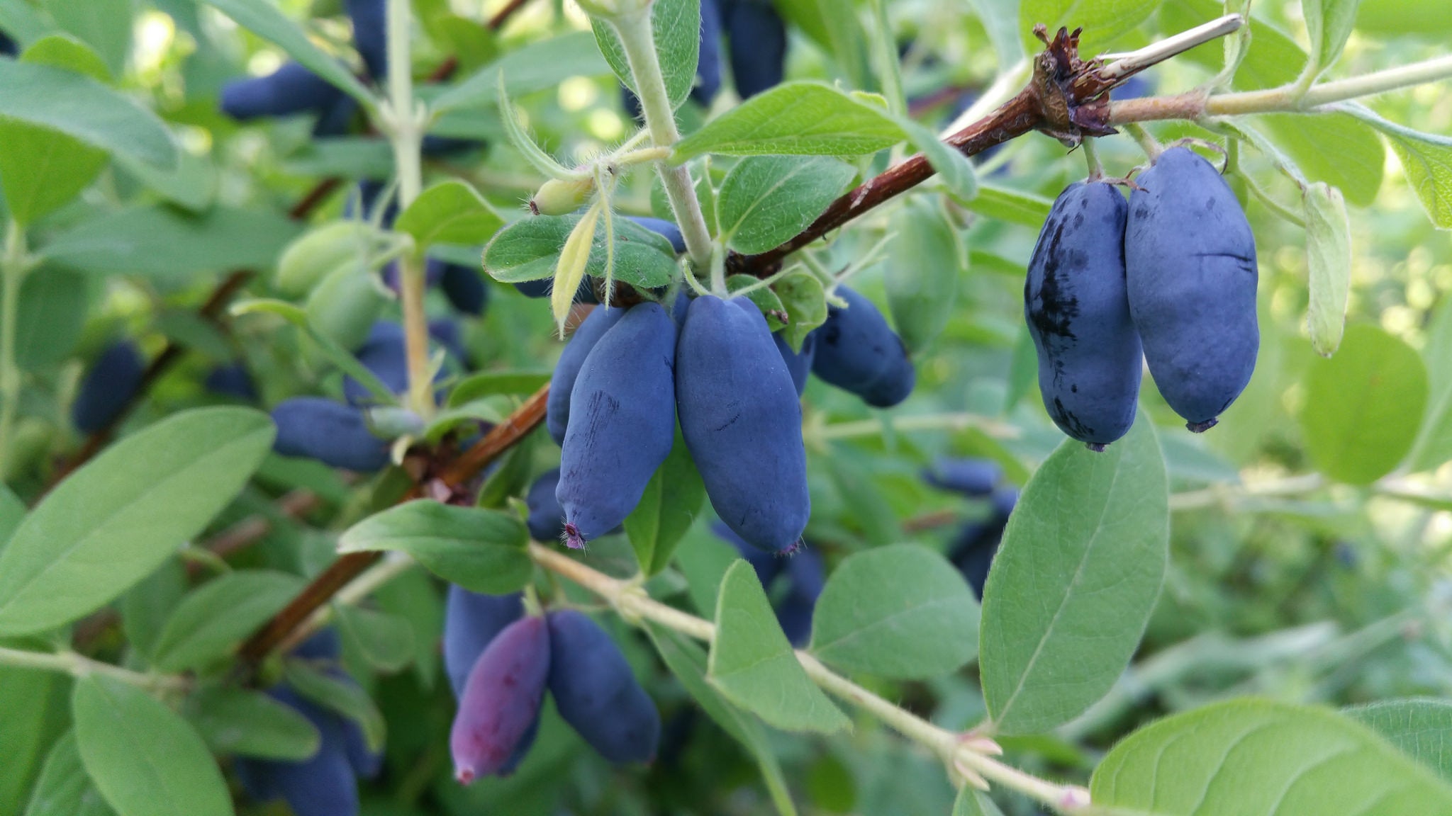 Close-up of elongated blue berries growing on a leafy branch.