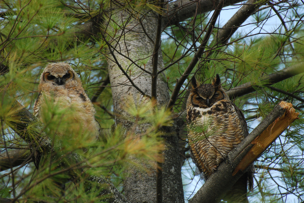 Great horned owls, baby and male