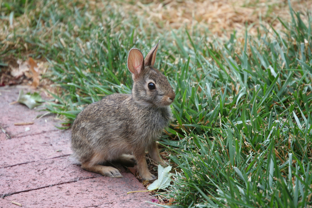 Wild rabbit on lawn
