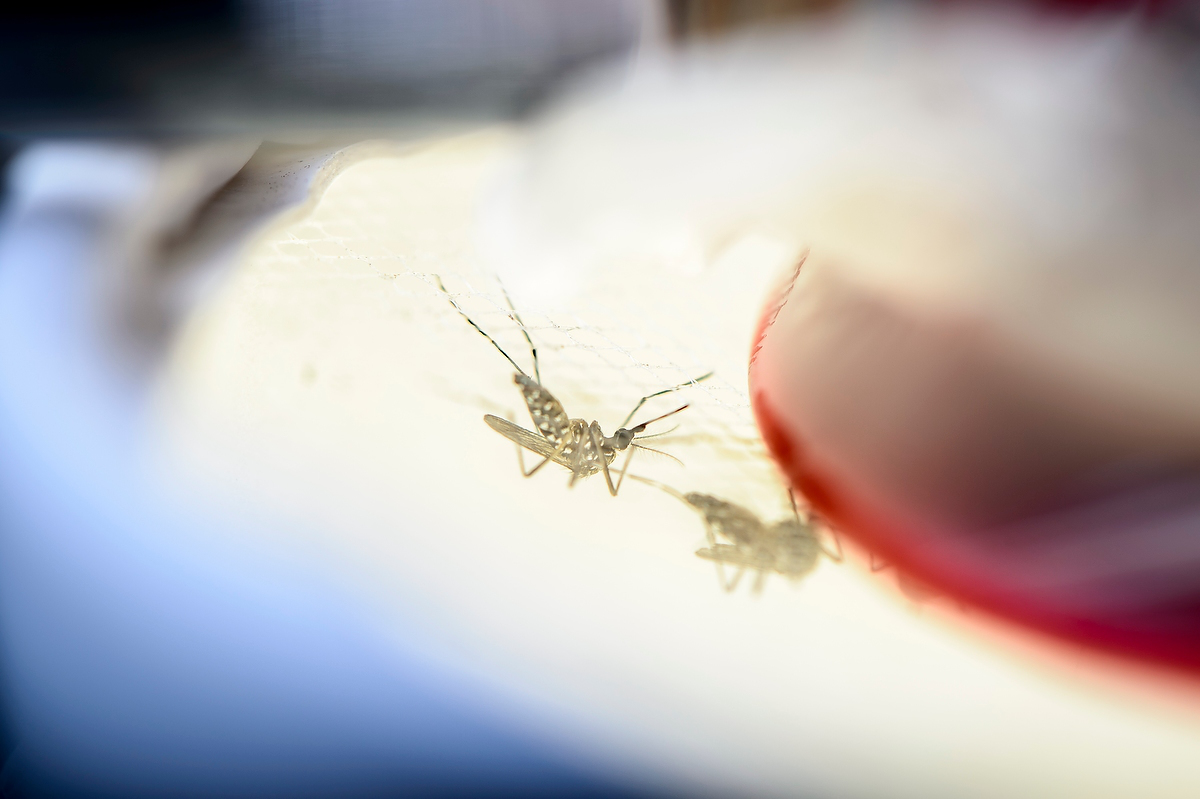 Wisconsin Researchers Hope To Beat Zika With Benign Bacteria