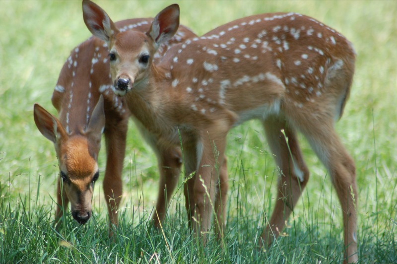 two fawns