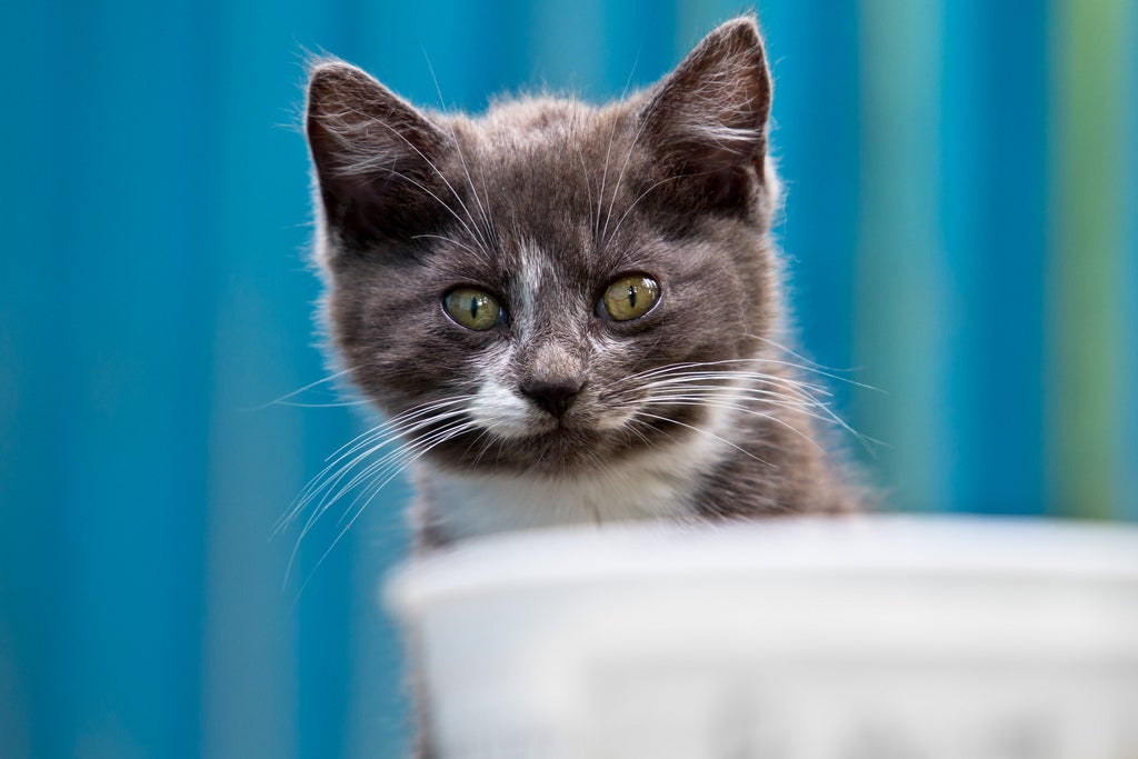 Kitten looking at food bowl