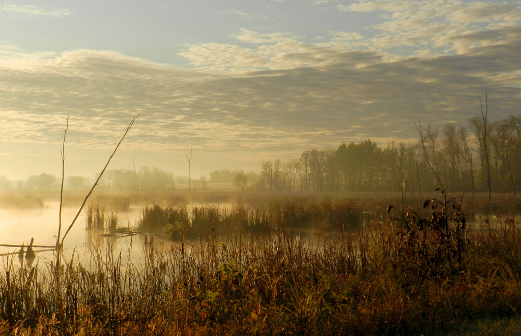 Morning in the Grand River Marsh