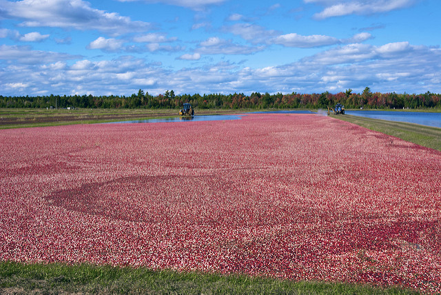 Wisconsin Cranberry Growers Look To Develop New Markets