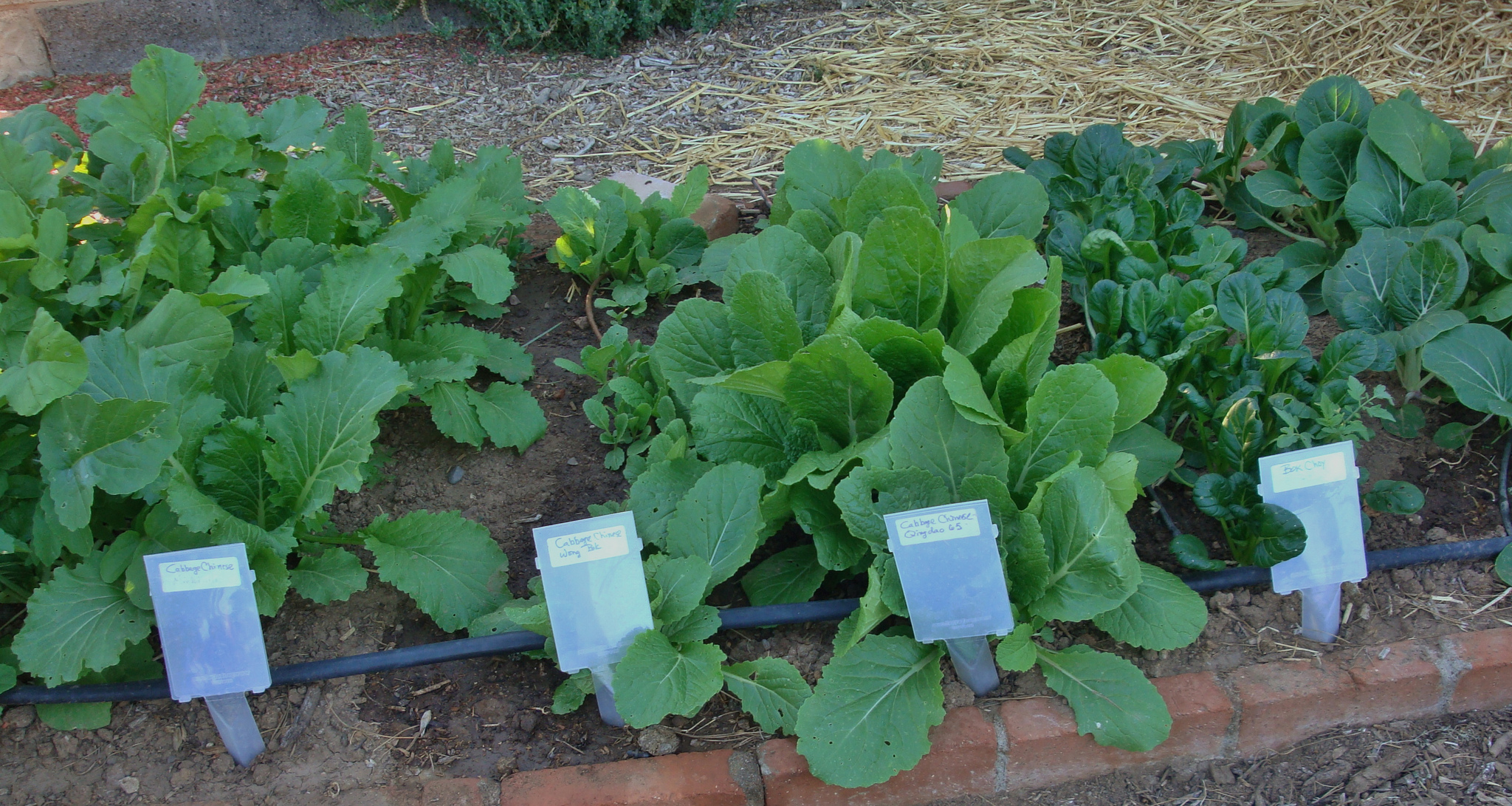 Fall cabbage plants