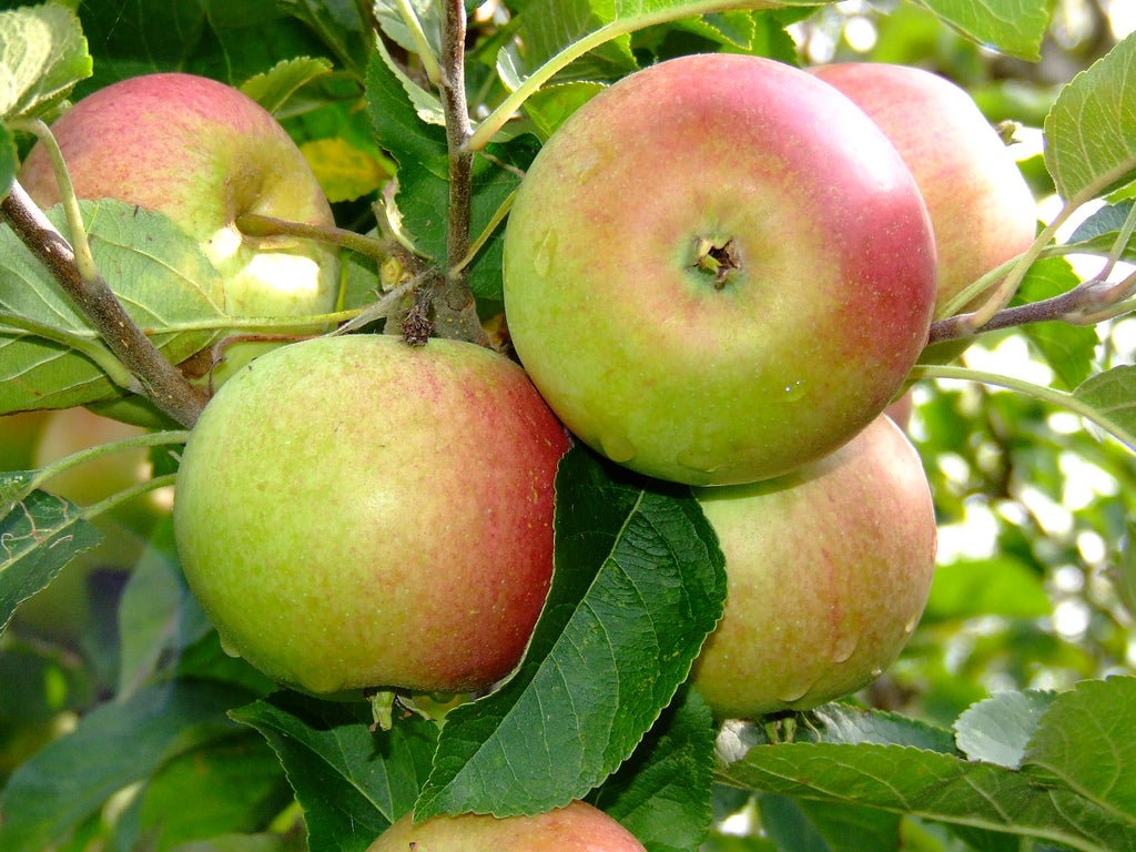 ripe apples