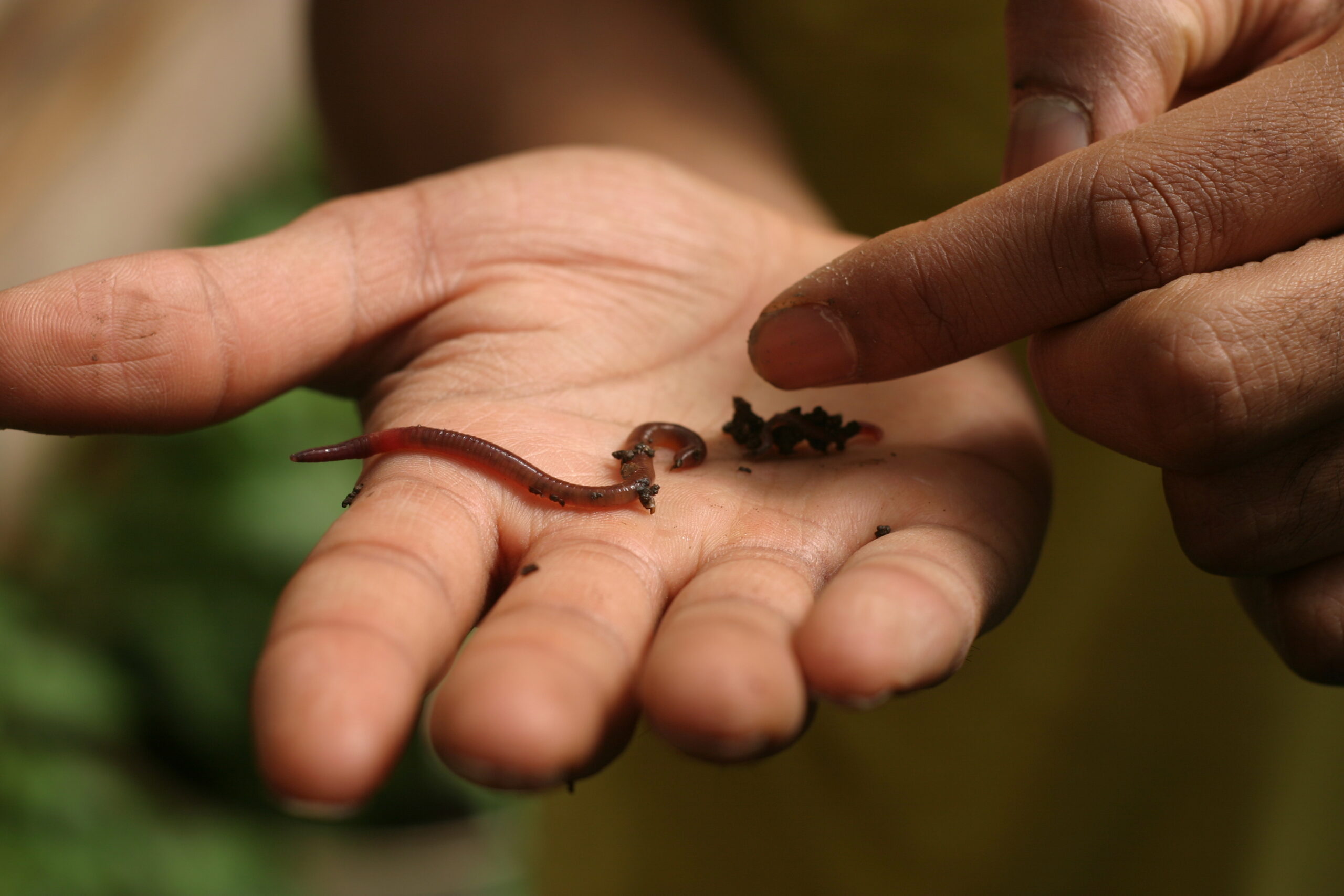 Person holding worm
