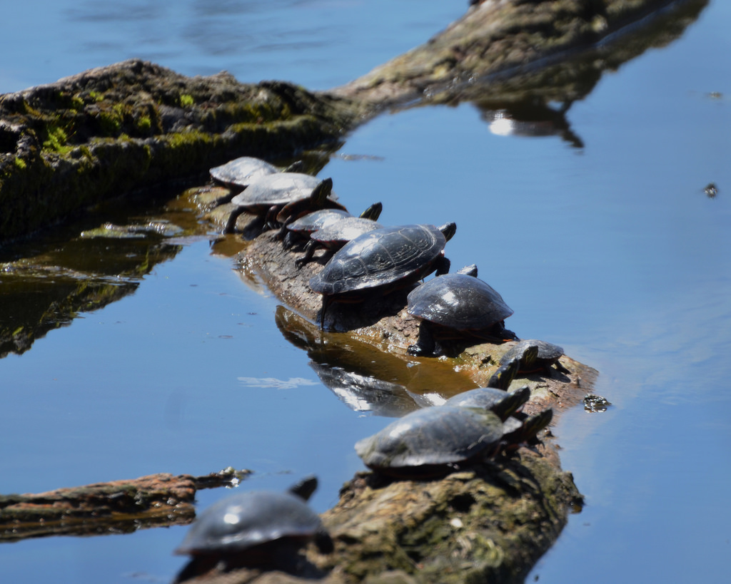 turtles on log at UW Arboretum