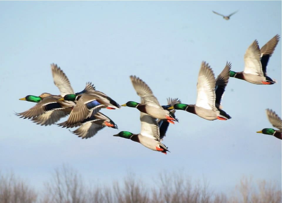 mallard ducks in flight