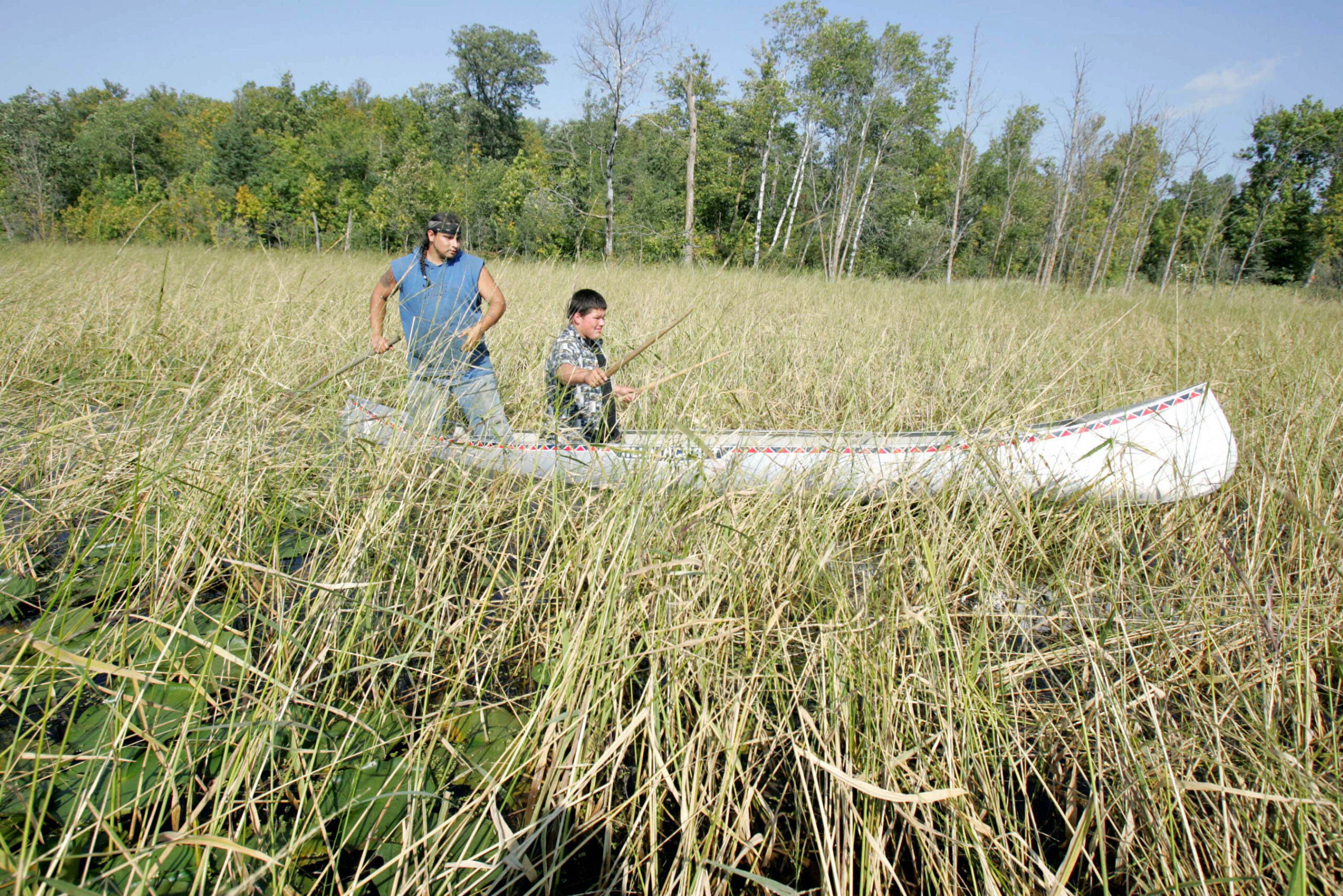 Wild rice harvest