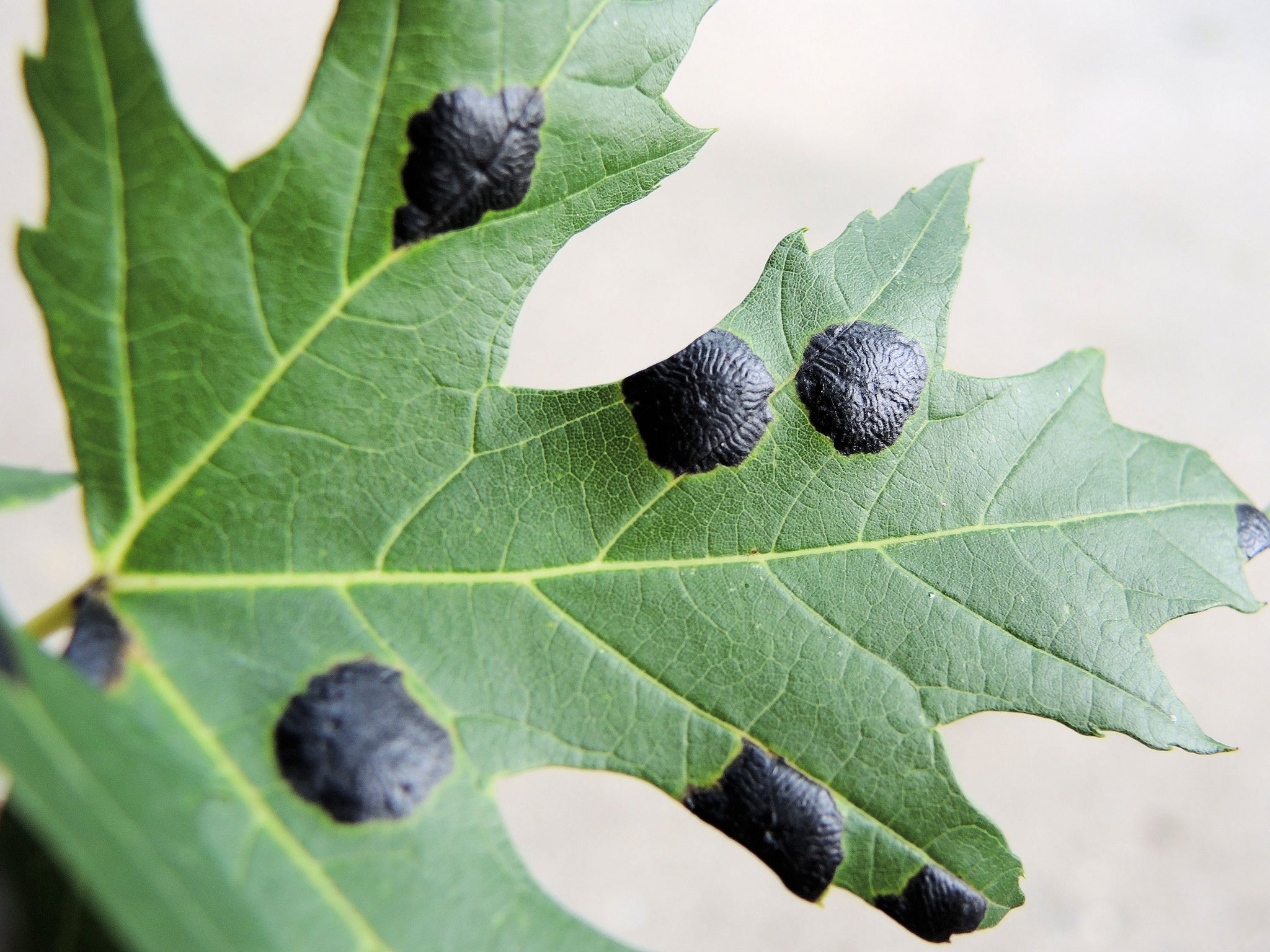 tar spot on maple leaf